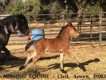 MISSING EQUINE - Civil, Arwen, $500.00 REWARD  Near Creston, CA, 93432